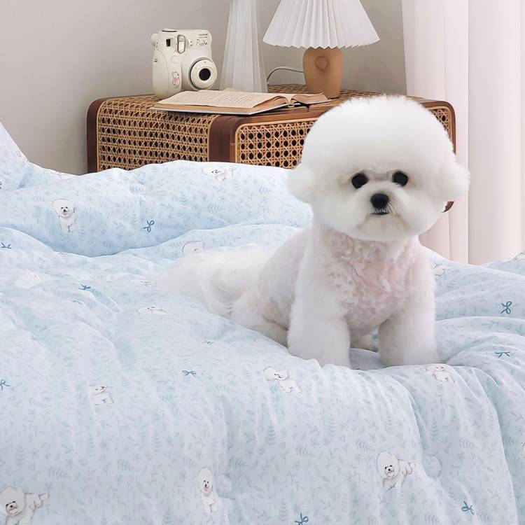 比熊蝴蝶結 四季被 / 四季厚被